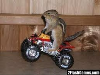 Dirt bike squirrel